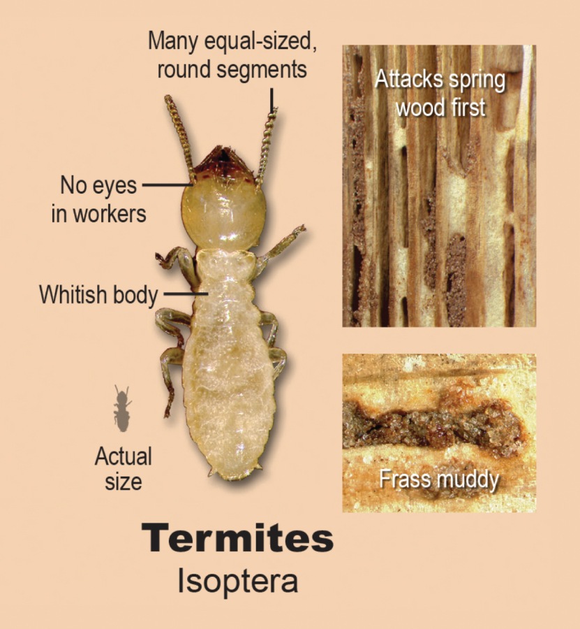 best termite inspections ct